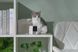 Компактна HD-камера Petcube Cam для кошек и собак 1396407 фото 7