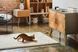 Компактна HD-камера Petcube Play 2 (PP20US) 1417310 фото 2
